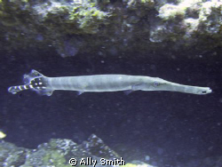 Trumpet Fish off Los Christianos Tenerife
Photo taken at... by Ally Smith 